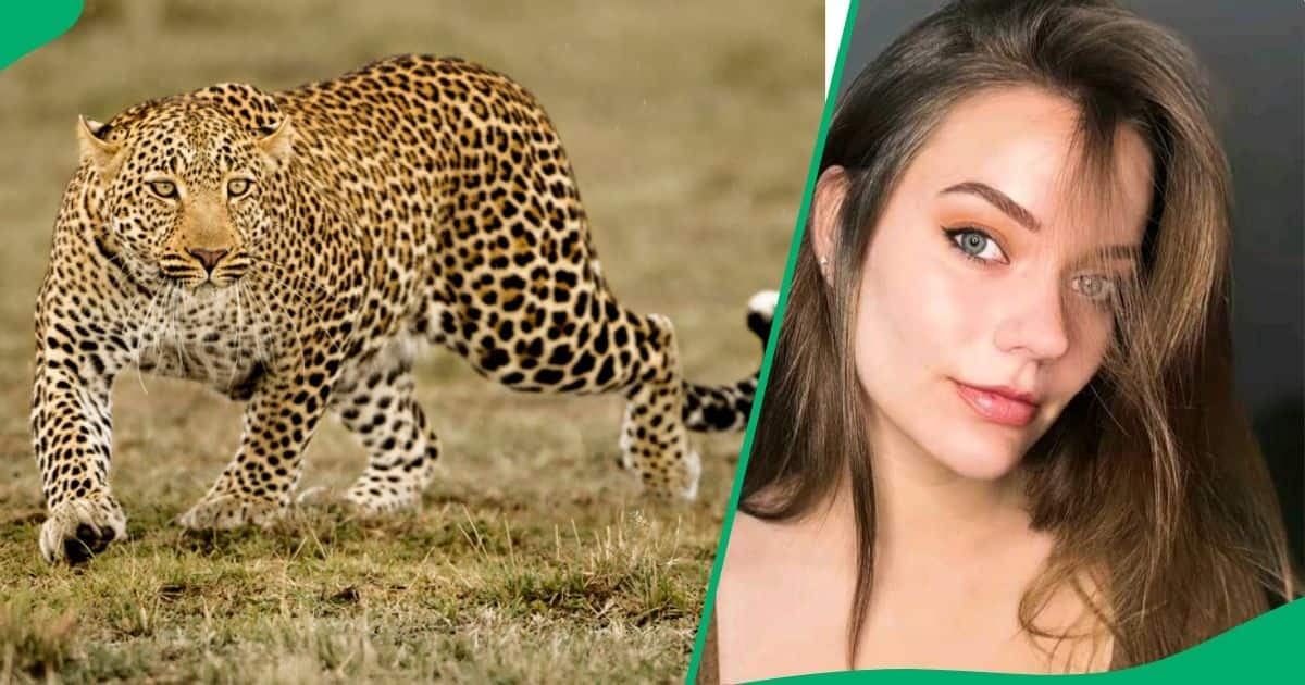 South African Woman Captures Astonishing Leopard Hunt Outside Her Window, Shares Video