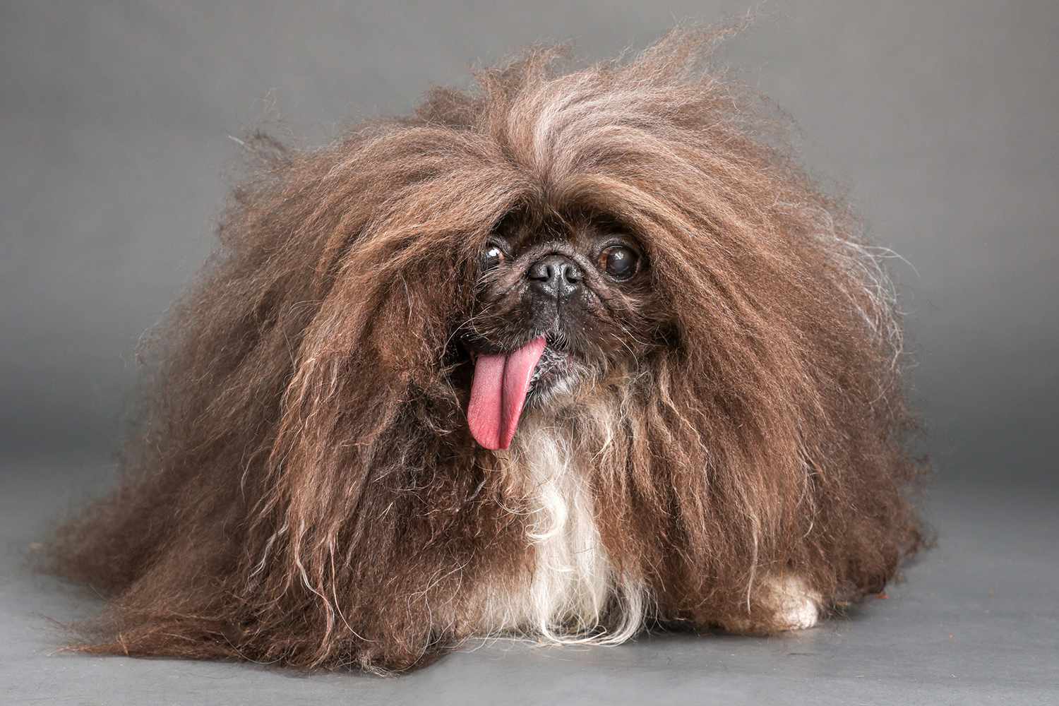 A Pekingese Named Wild Thang Wins the 2024 World’s Ugliest Dog Contest [Video]