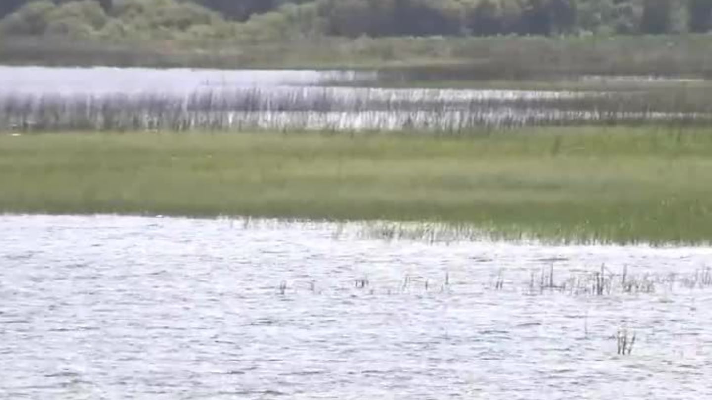 Osceola County to remove invasive plants in Lake Toho  WFTV [Video]