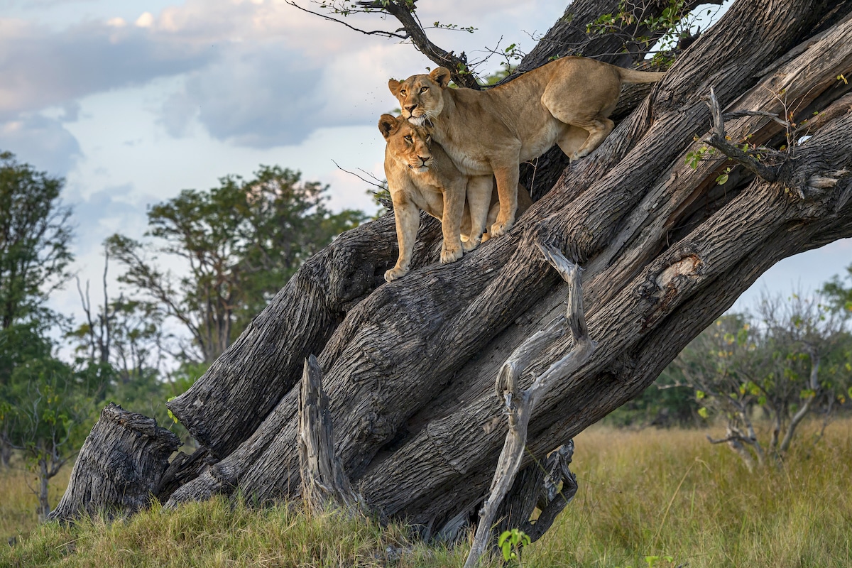 Protecting 1.2% of Earths Land Would Stop Sixth Great Extinction, Scientists Say [Video]