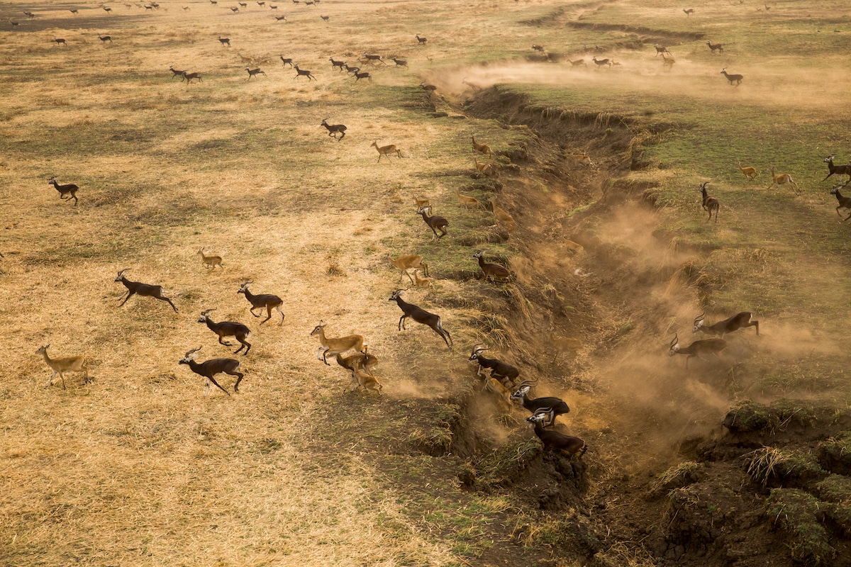 Awe-Inspiring Migration of 6 Million Antelope in South Sudan Is Largest Land Mammal Movement on Earth [Video]