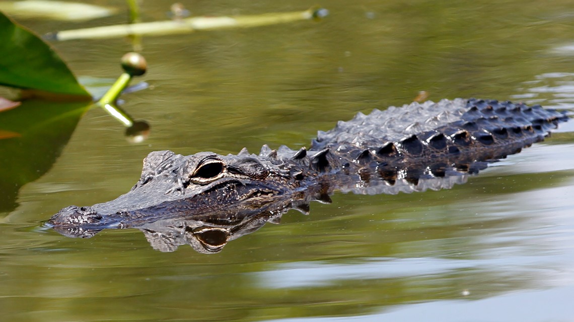 Bonne Terre Lake alligator on the loose, police say [Video]