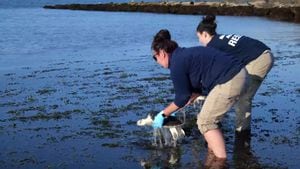 New England Aquarium releases rehabilitated sea turtles into the wild [Video]