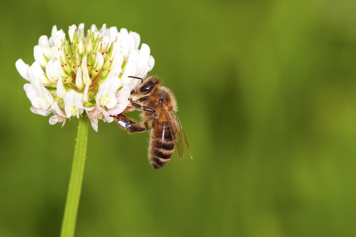 Bees Need Pollen From a Variety of Plants to Stay Healthy, Study Finds [Video]