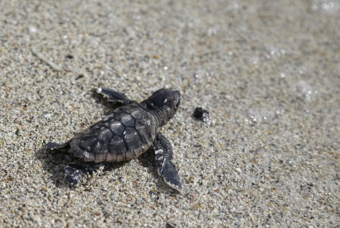 Florida’s balloon ban will protect sea turtles, birds and other marine life [Video]