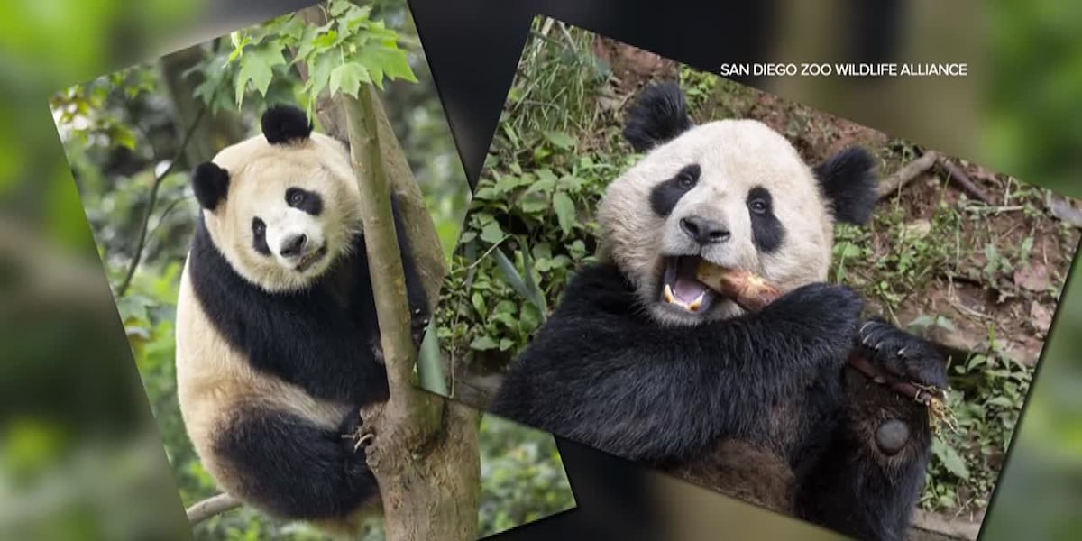 Pair of giant pandas on their way from China to San Diego Zoo under conservation partnership [Video]