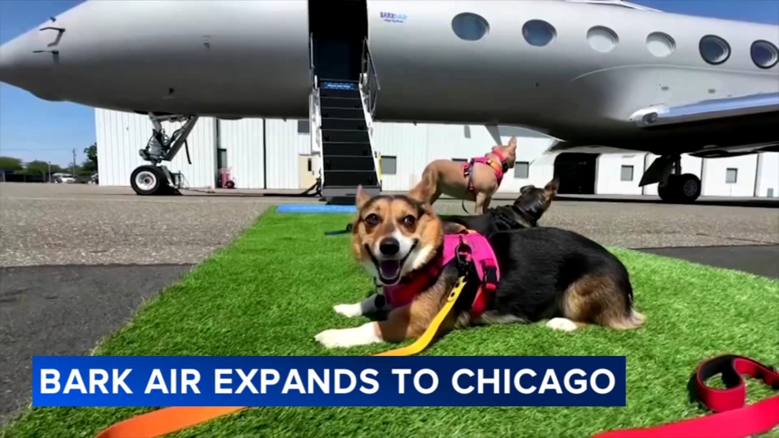 BARK Air expands airline to Chicago with flights catered to dogs at Midway Airport [Video]