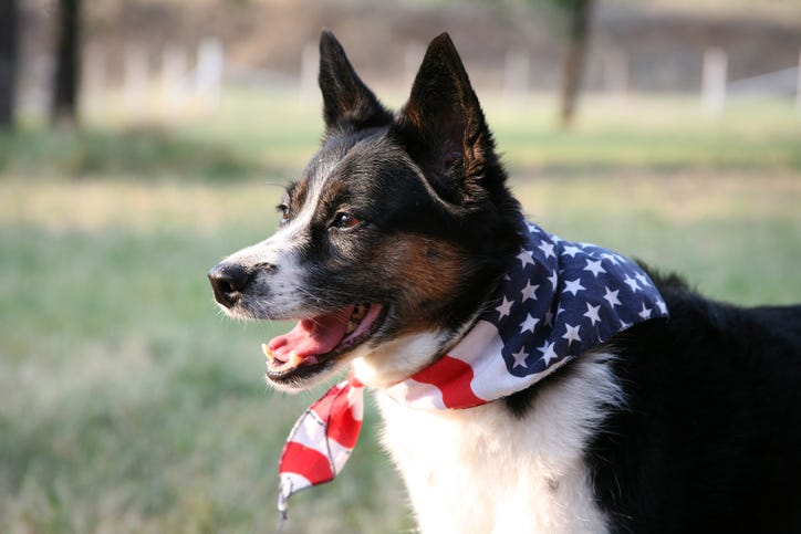 how to keep pets safe during the Fourth of July [Video]