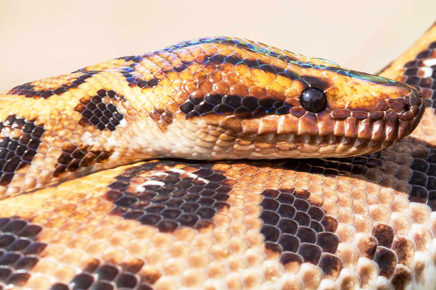 School Snake Thought to Be Male Has 14 Babies in Virgin Birth [Video]