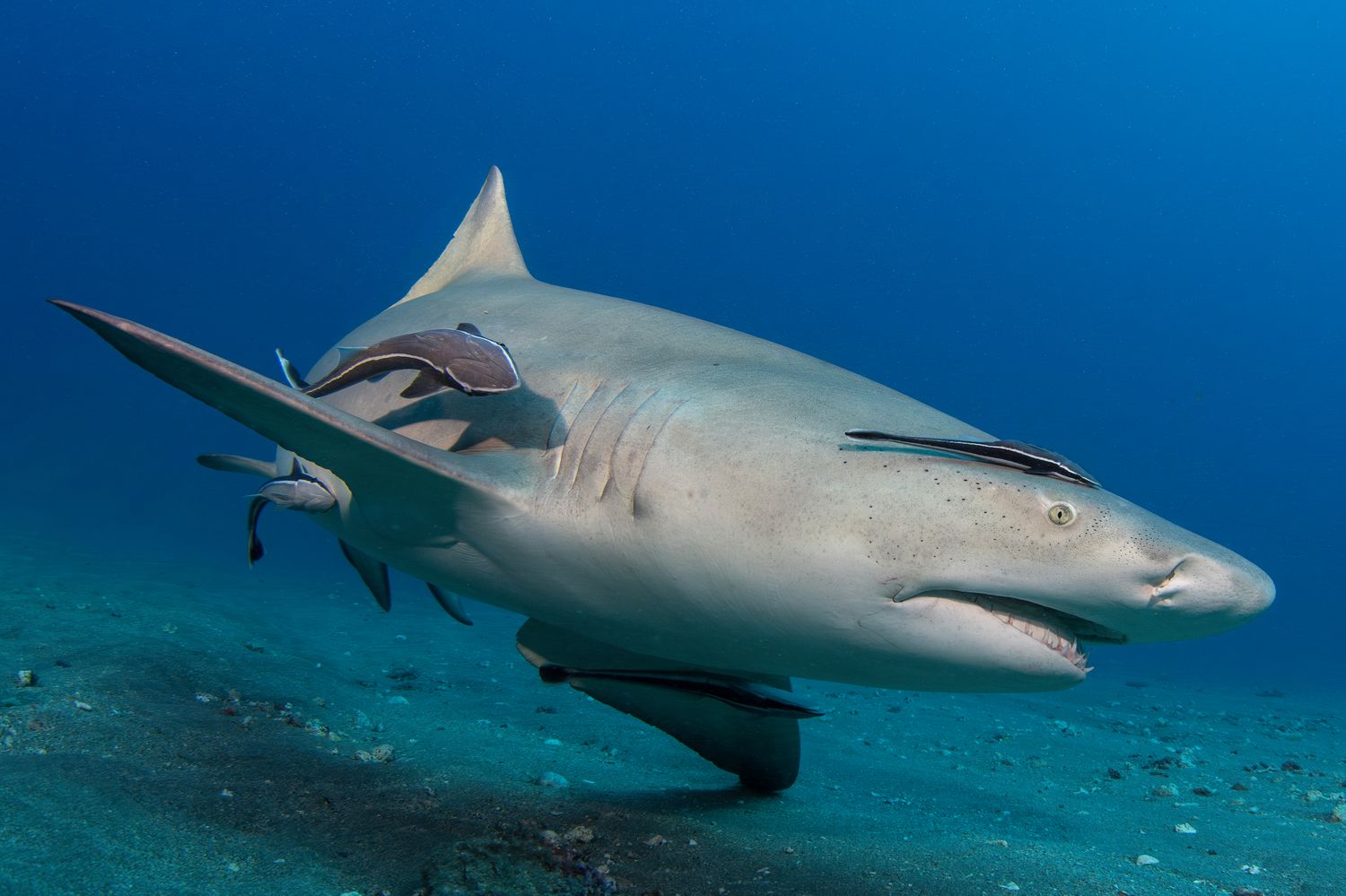 Shark Bites Florida Man Leaving Him with ‘Severe’ Injuries to His Arm [Video]