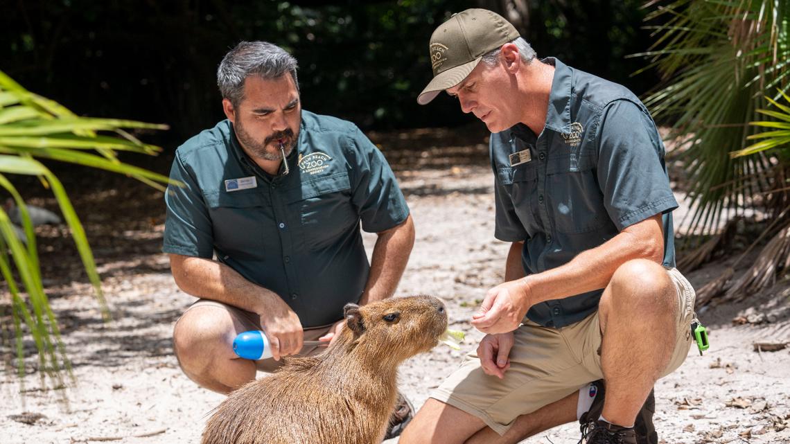 Female capybara comes to Florida zoo [Video]