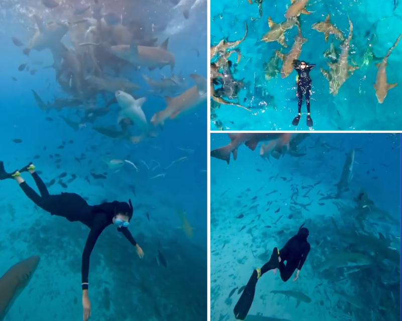 Fearless woman swims with over 20 sharks to conquer her fear. [Video]