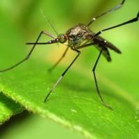 West Nile Virus located in Brazos County [Video]