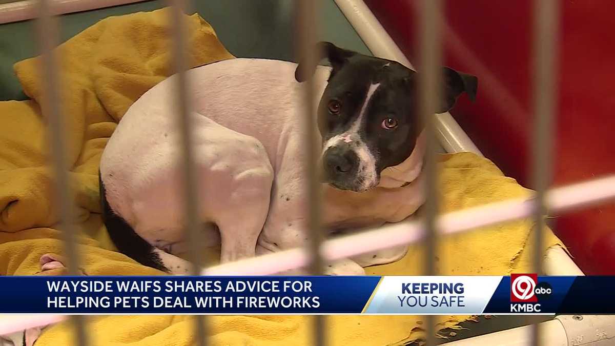 Tips on preparing pets for Fourth of July fireworks [Video]