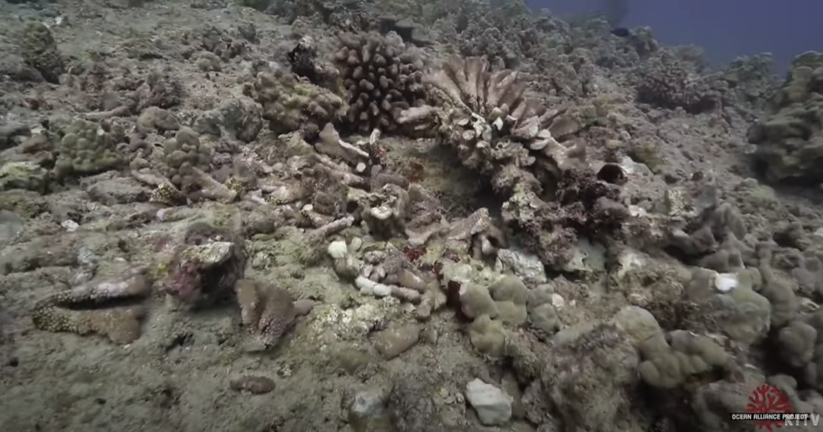 A devastating blow to the reef ecosystem at Kewalo Basin in Honolulu | News [Video]