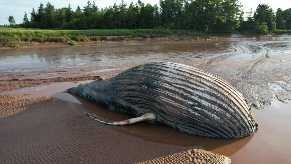 N.S. news: Humpback whale in Shubenacadie River [Video]