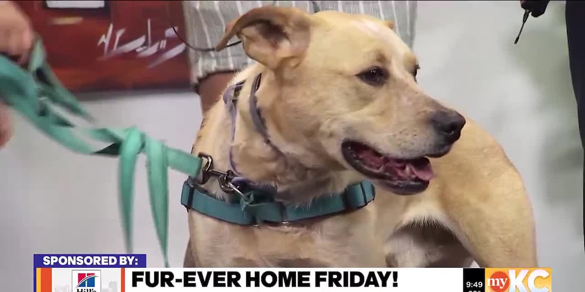 FurEver Home Friday: Lucky 13 Rescue [Video]