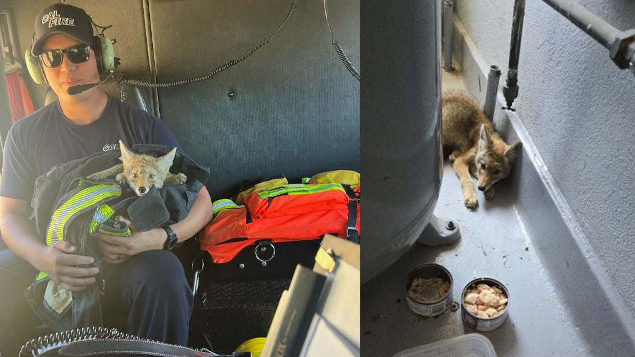 Dehydrated coyote pup dies after it was rescued by San Mateo firefighters [Video]