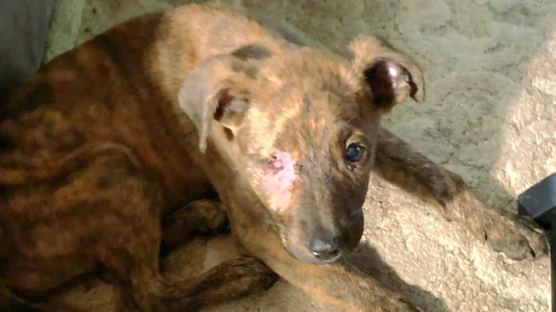 Humane Society offers up reward for information on abused puppy [Video]