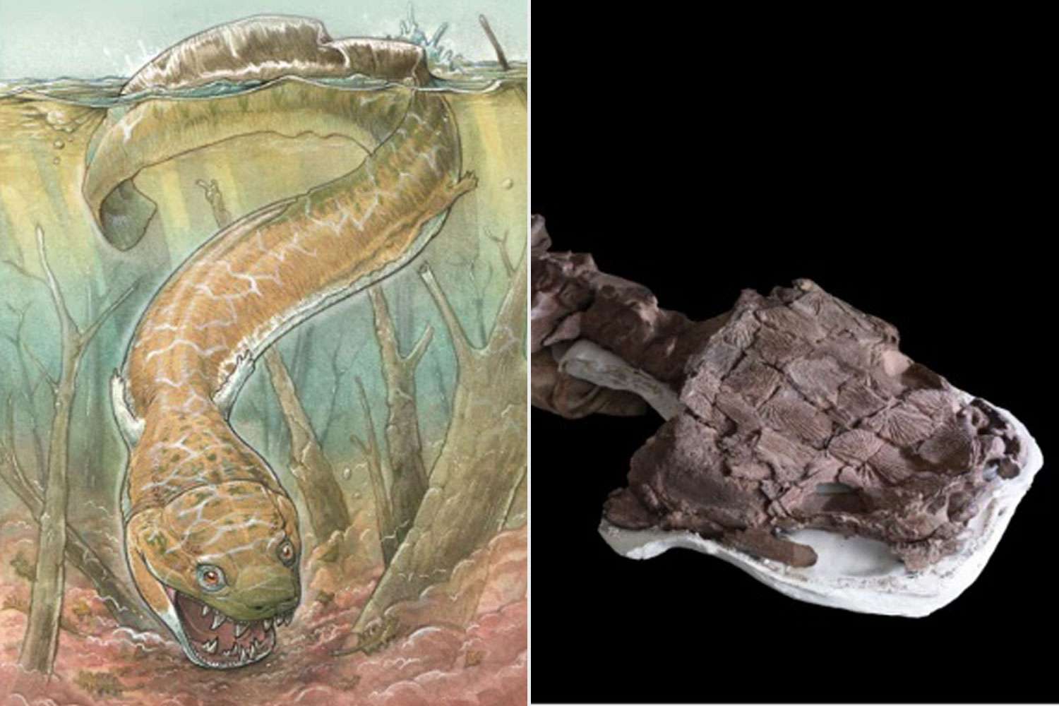 Predators with Toilet Seat-Shaped Head Existed Before Dinosaurs [Video]