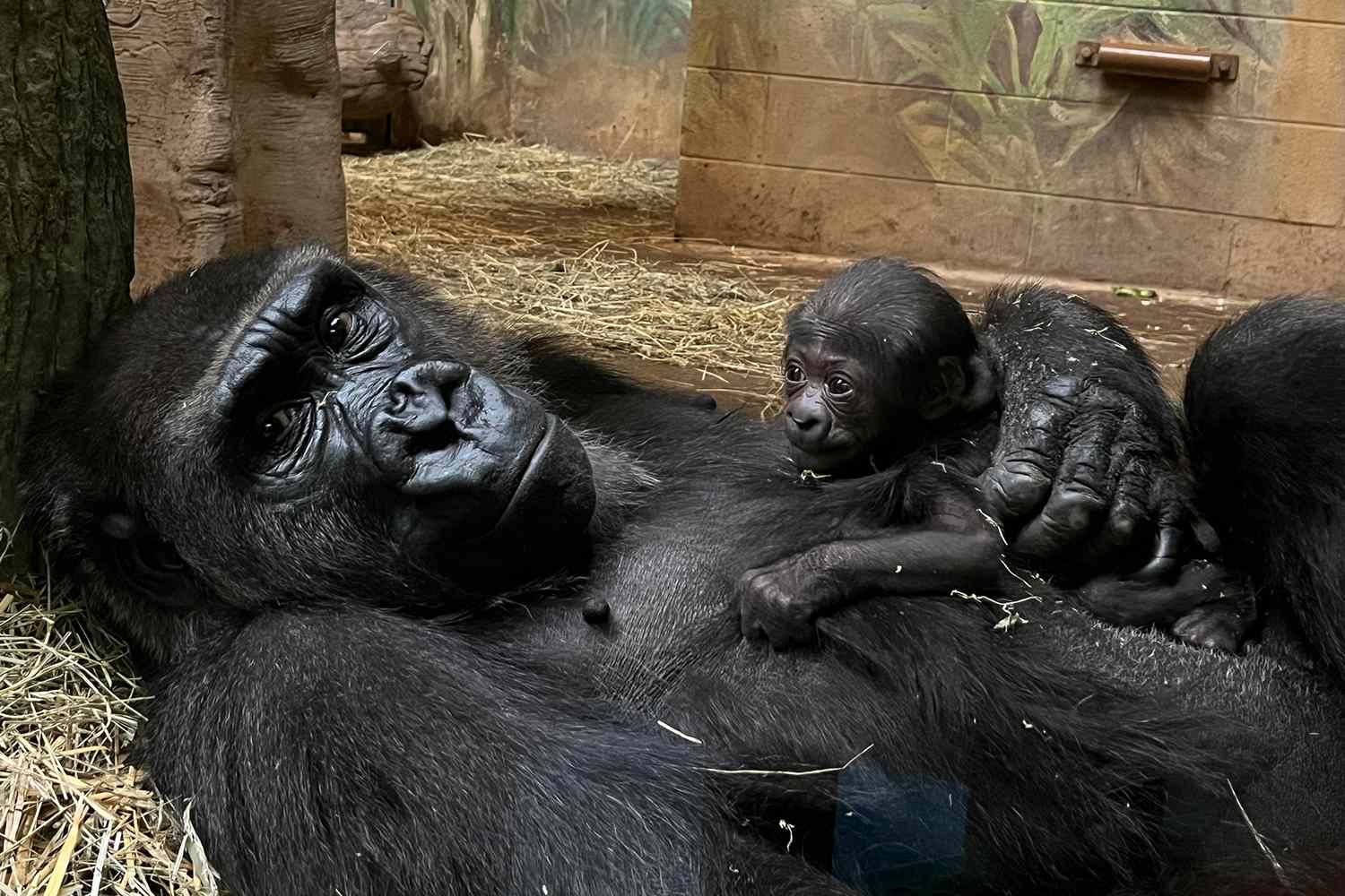 Columbus Zoo and Aquarium Welcomes Critically Endangered Gorilla Baby [Video]