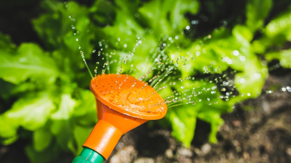 Calgary easing outdoor water restrictions [Video]