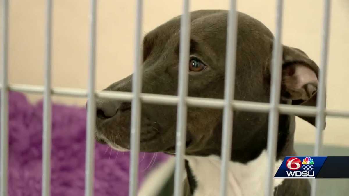 Belle Chasse LSPCA dealing with AC issues as temperatures soar [Video]