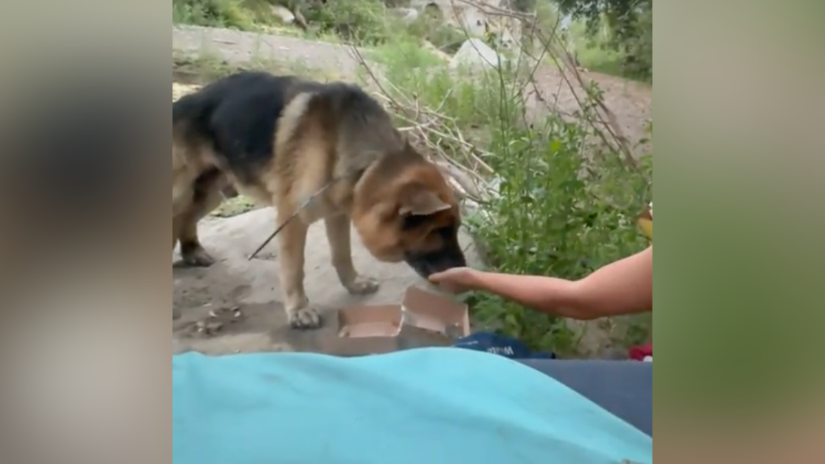 Dog found with zip ties on mouth and neck near Malibu Canyon  NBC 7 San Diego [Video]