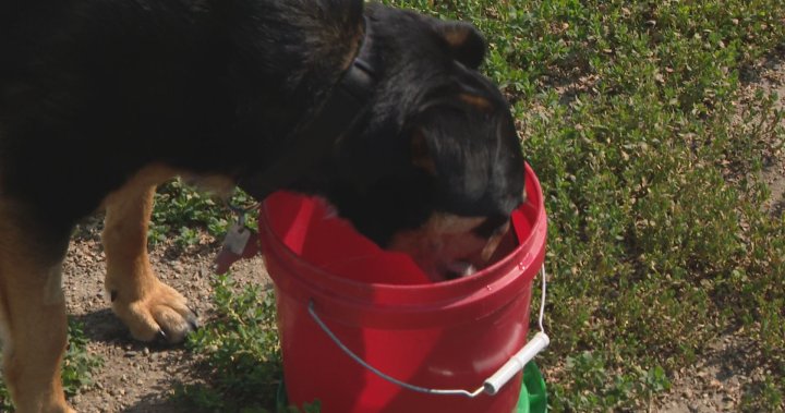 Saskatoon dogs staying active while keeping cool [Video]