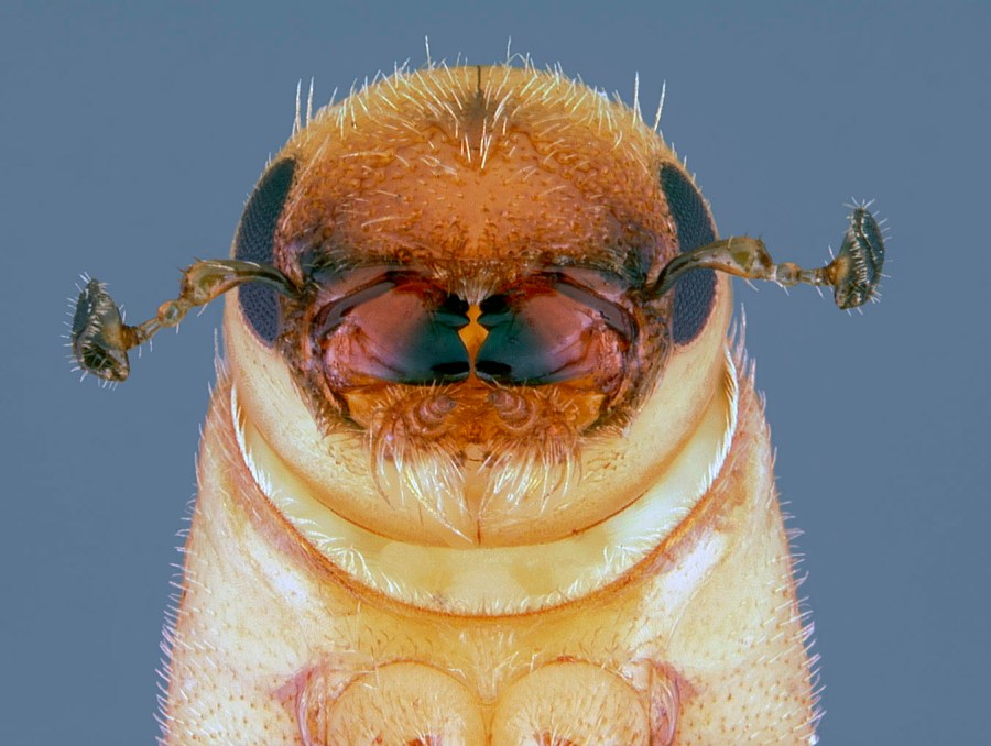 Louisiana lawmakers work to address silent danger of thousands of dead and beetle-infested trees [Video]