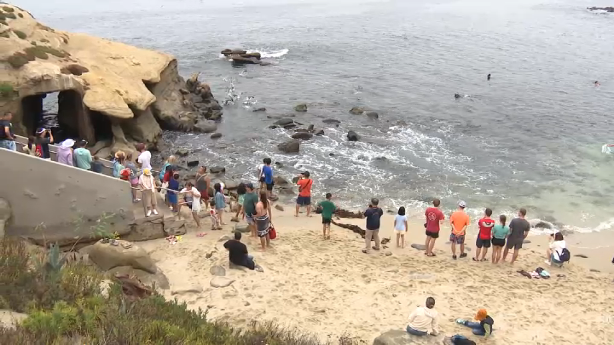 San Diego organizations push for sea lion management plan at La Jolla Cove  NBC 7 San Diego [Video]