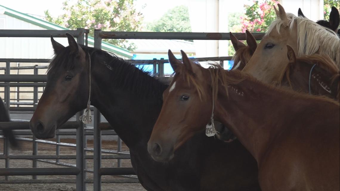 Horses and burros up for adoption at Georgia Fairgrounds in Perry [Video]