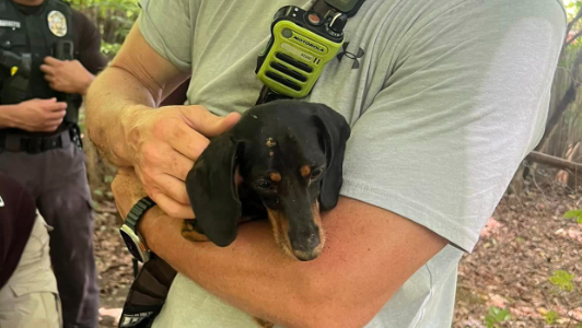 North Carolina firefighters rescue dachshund and share photos [Video]