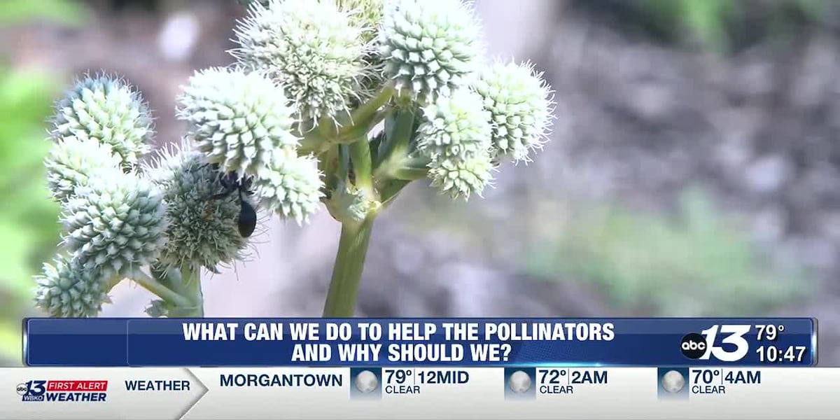 What can we do to help the pollinators and why should we? [Video]