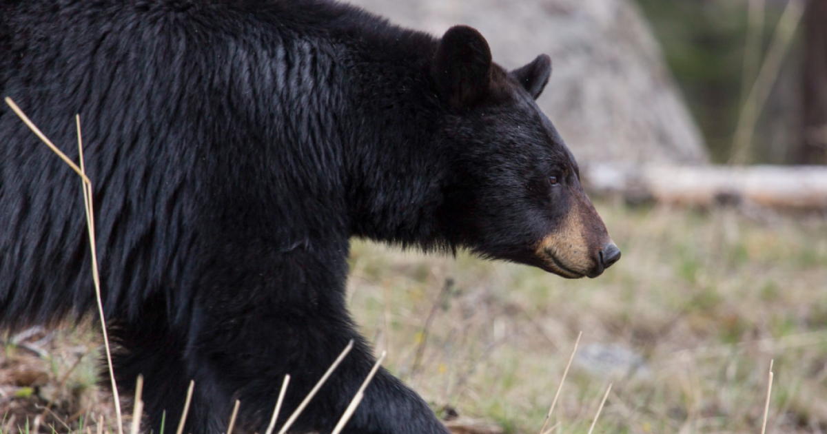 Montana wildlife officials euthanize black bear in Carbon County [Video]