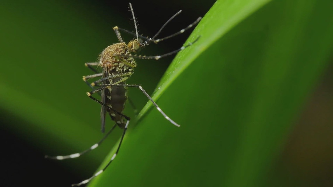 West Nile virus: Tarrant Co. health officials announce human case [Video]