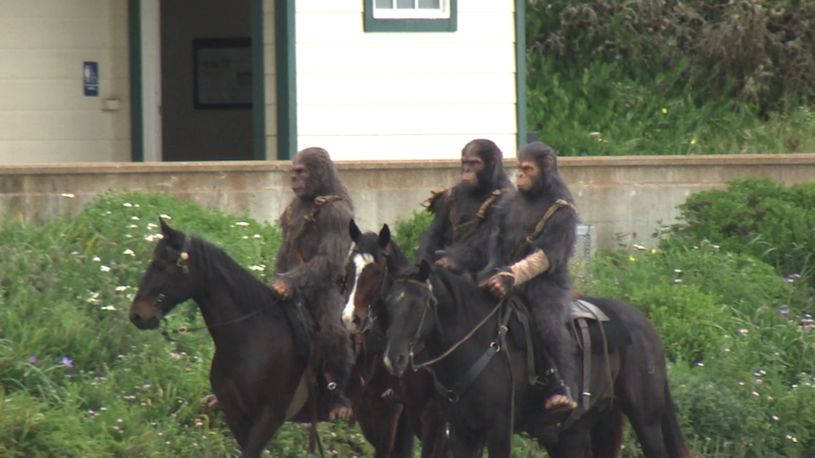 Horse-riding apes spotted at San Francisco’s Crissy Field as part of promotion for ‘Kingdom of the Planet of the Apes’ movie [Video]