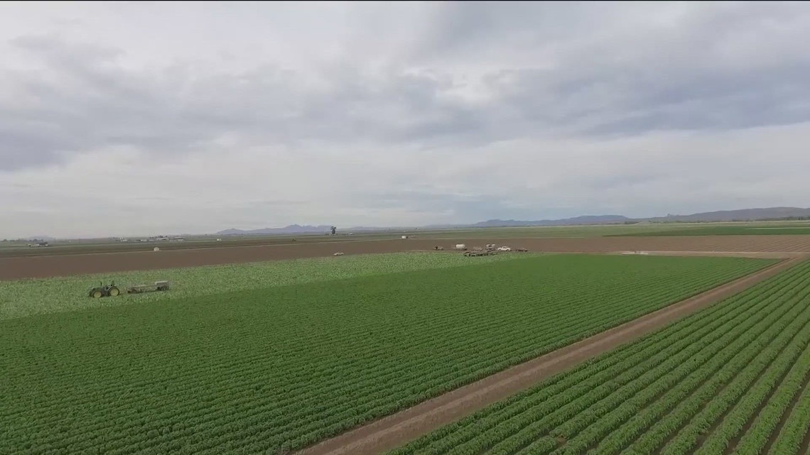 Using AI to engineer crops to fight climate change [Video]