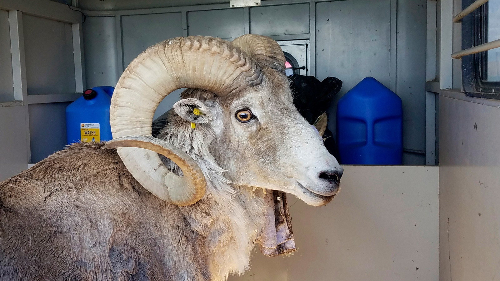 Jack Schubarth: 80-year-old man pleads guilty to genetically engineering giant hybrid sheep in ‘audacious scheme,’ DOJ announces [Video]