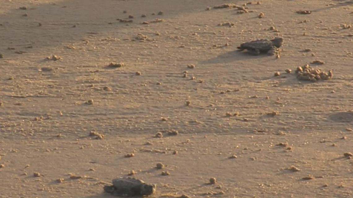 Sea turtle hatchling release set for Friday morning [Video]