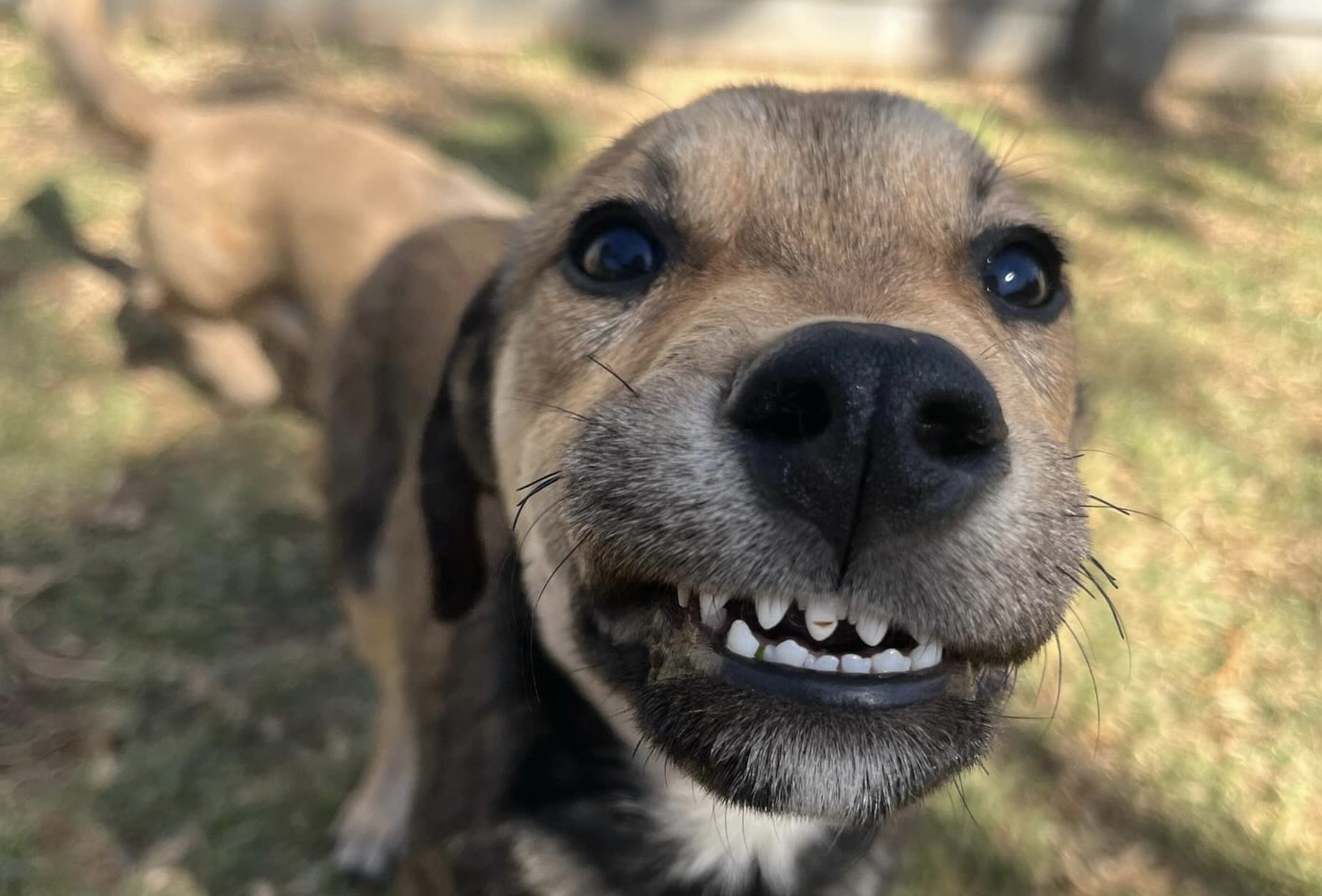 Meet Sharky, the Pup Ready to Dive into his Happy Ending [Video]