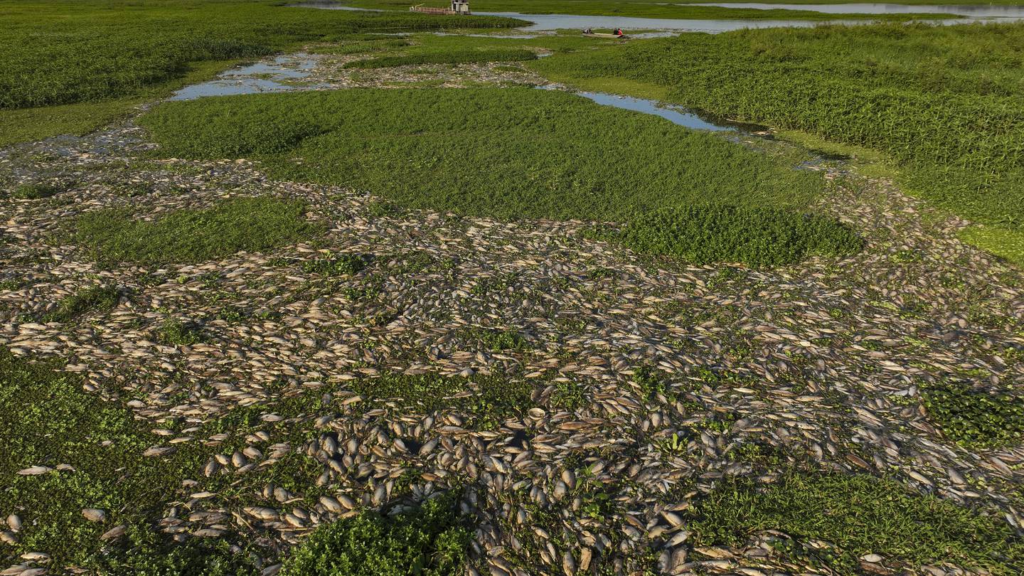 Tons of dead fish cover major river in Brazil after alleged dumping of industrial waste  WPXI [Video]