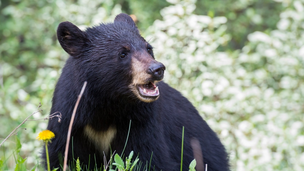 Black bear bites woman in North Vancouver [Video]