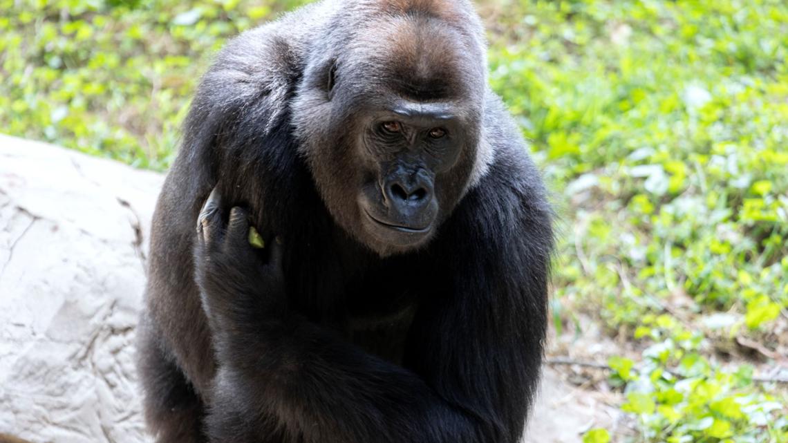 Zoo Atlanta gorilla is pregnant [Video]