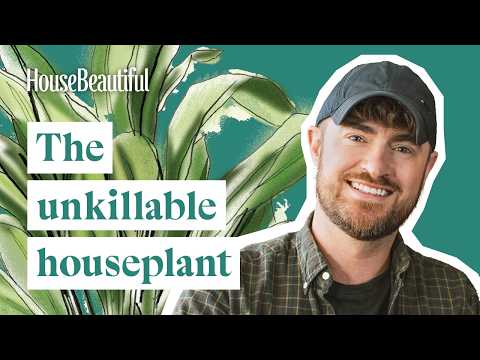 Aspidistra: The Unkillable Cast-Iron Plant – Indoor Plants With Tony Le-Britton | House Beautiful [Video]