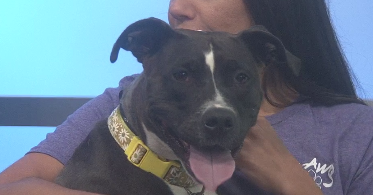 Furry Friend Friday introduced viewers to Addy who’s ready for a forever home | Indiana [Video]