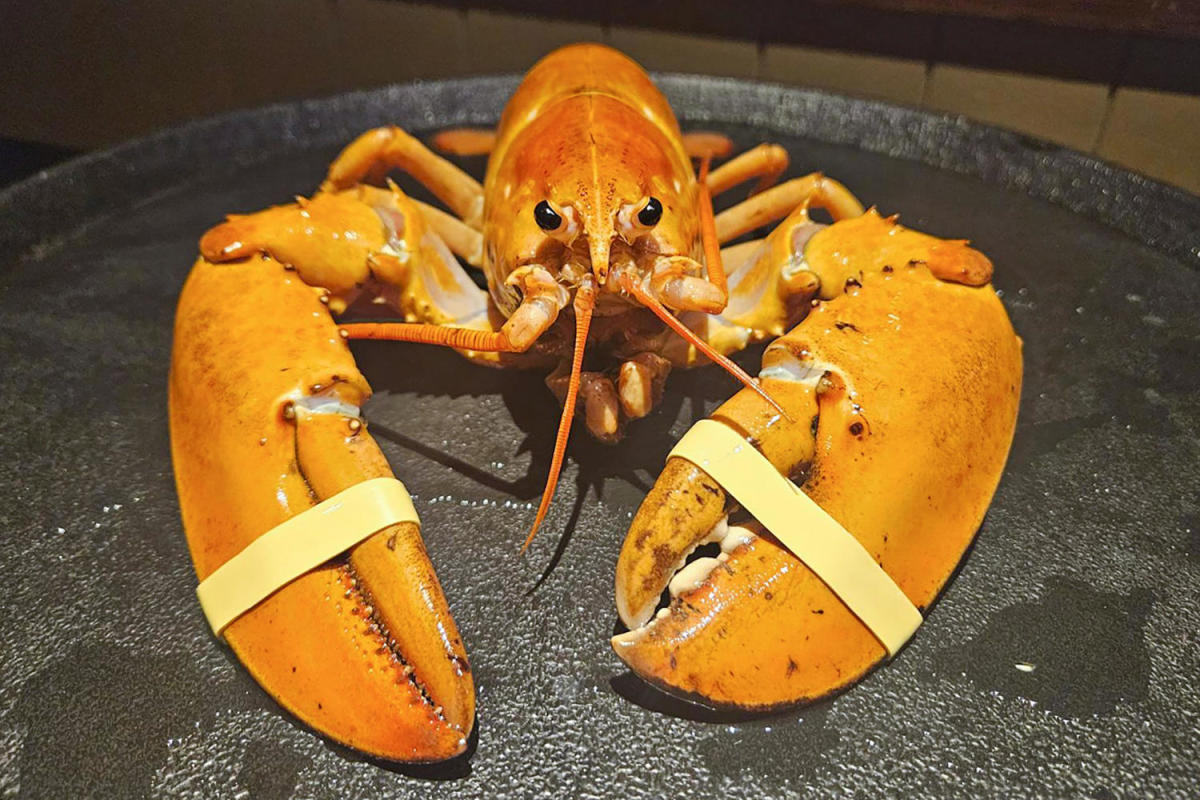 Red Lobster dishwasher rescues one-in-30 million orange lobster [Video]