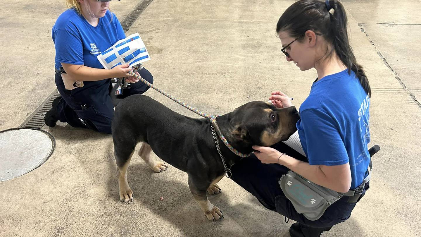 Animal shelter asks for urgent help after taking in over 30 dogs  WHIO TV 7 and WHIO Radio [Video]