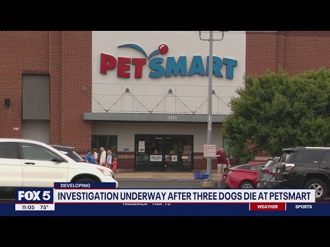 Investigation underway after 3 dogs die following stays at Virginia pet hotel [Video]