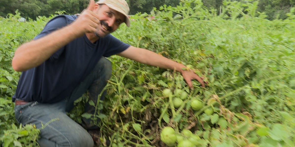 Community Crops providing opportunities for new Americans to build farming businesses [Video]